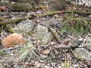 Gartenteich Biotop
