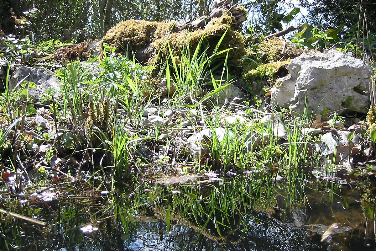 Gartenteich gestalten