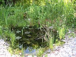 Teichpflege