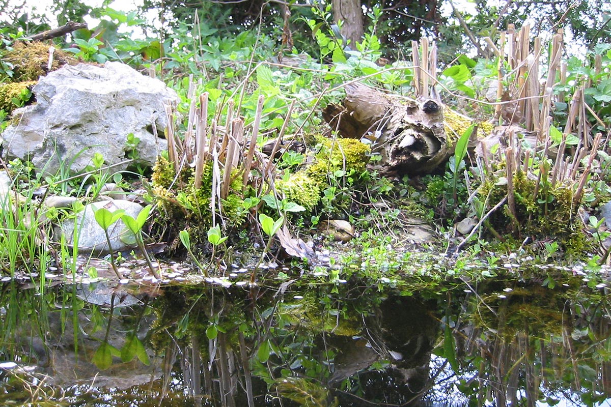 Wasserpflanzen