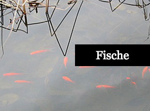 Fische für den Gartenteich