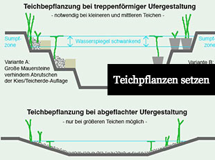 Teichpflanzen richtig setzen